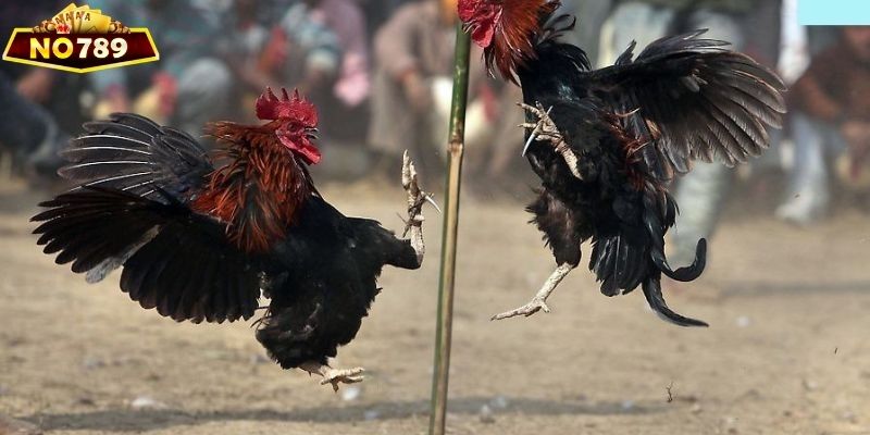 Cửa cược meron được nhiều người chơi lựa chọn