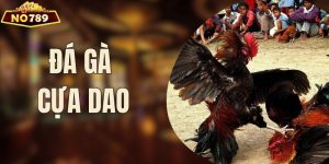 Đá Gà Cựa Dao Và Những Thông Tin Cần Biết Khi Cá Cược