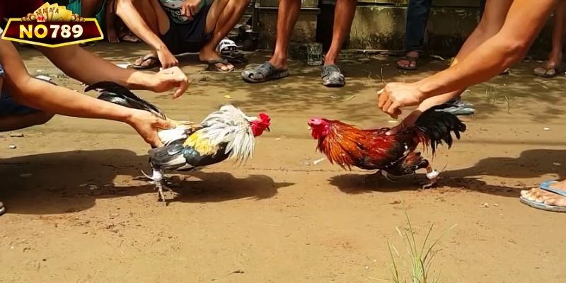 Đá gà cựa dao có luật chơi khá đơn giản và dễ hiểu