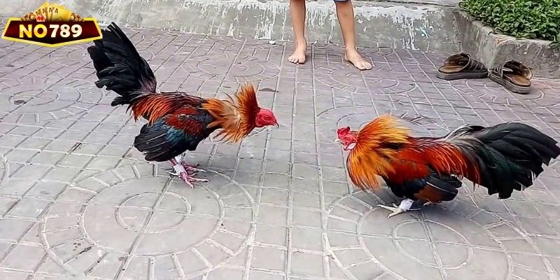 Đá gà cựa dao là trò chơi truyền thống được bắt nguồn từ Châu Á