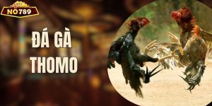 Luật Chơi Đá Gà Thomo Và Kinh Nghiệm Cá Cược Hiệu Quả