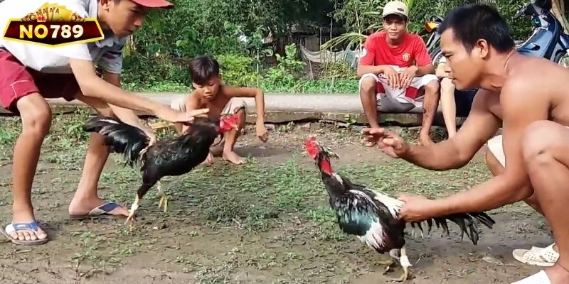 Đá gà Thomo có nguồn gốc xuất xứ từ Đông Nam Á