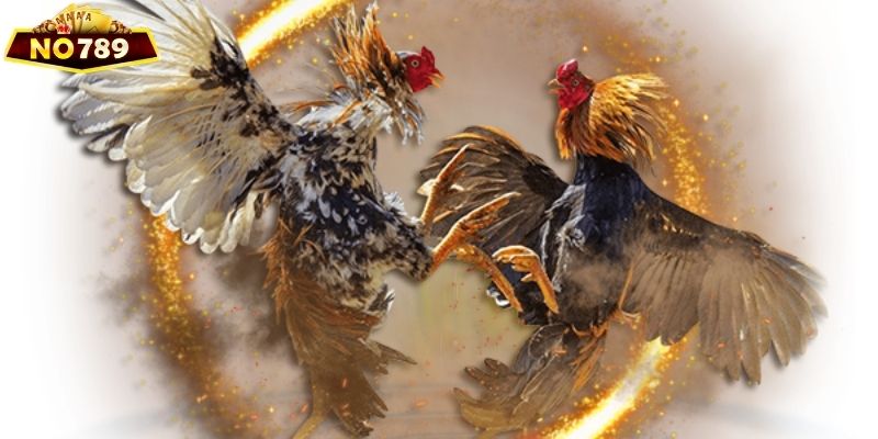 Giới thiệu về đá gà No789