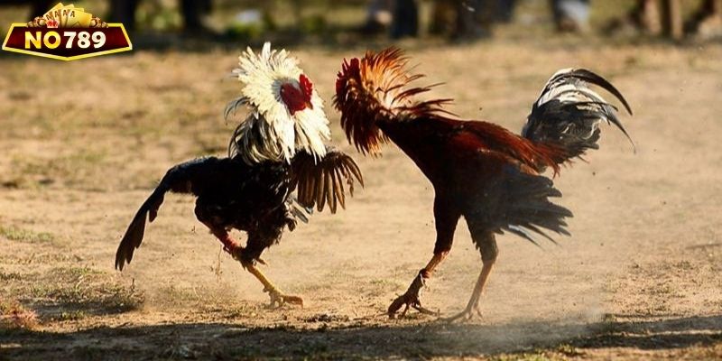 Kỹ năng phân tích thông tin rất quan trọng trong đá gà