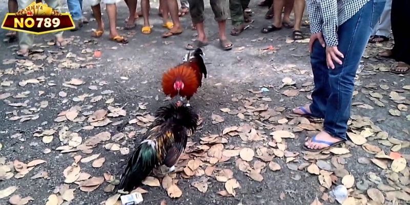 Người chơi cần hiểu rõ các quy định đá gà Thomo