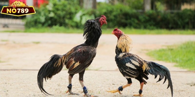 Người chơi đá gà Thomo phải giỏi kỹ năng quan sát